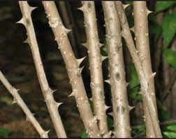 가시오가피의 12가지 장점 33