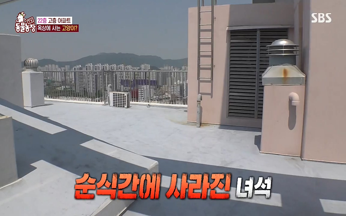 TV 동물농장.E1070.220523p-NEXT.mp4_20220522_182018.212.jpg