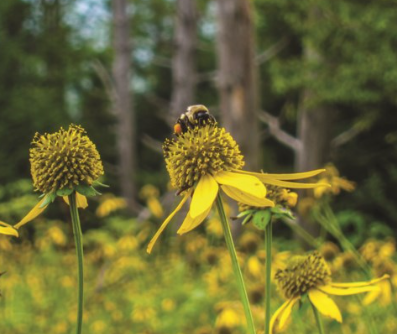Cold Lake&#39;s Eco-Revolution Urban Beekeeping Takes Center Stage