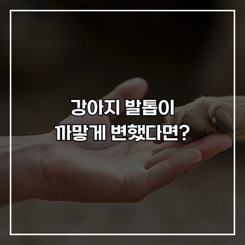 강아지 발톱이 까맣게 변했다면? 원인과 대처 꿀팁