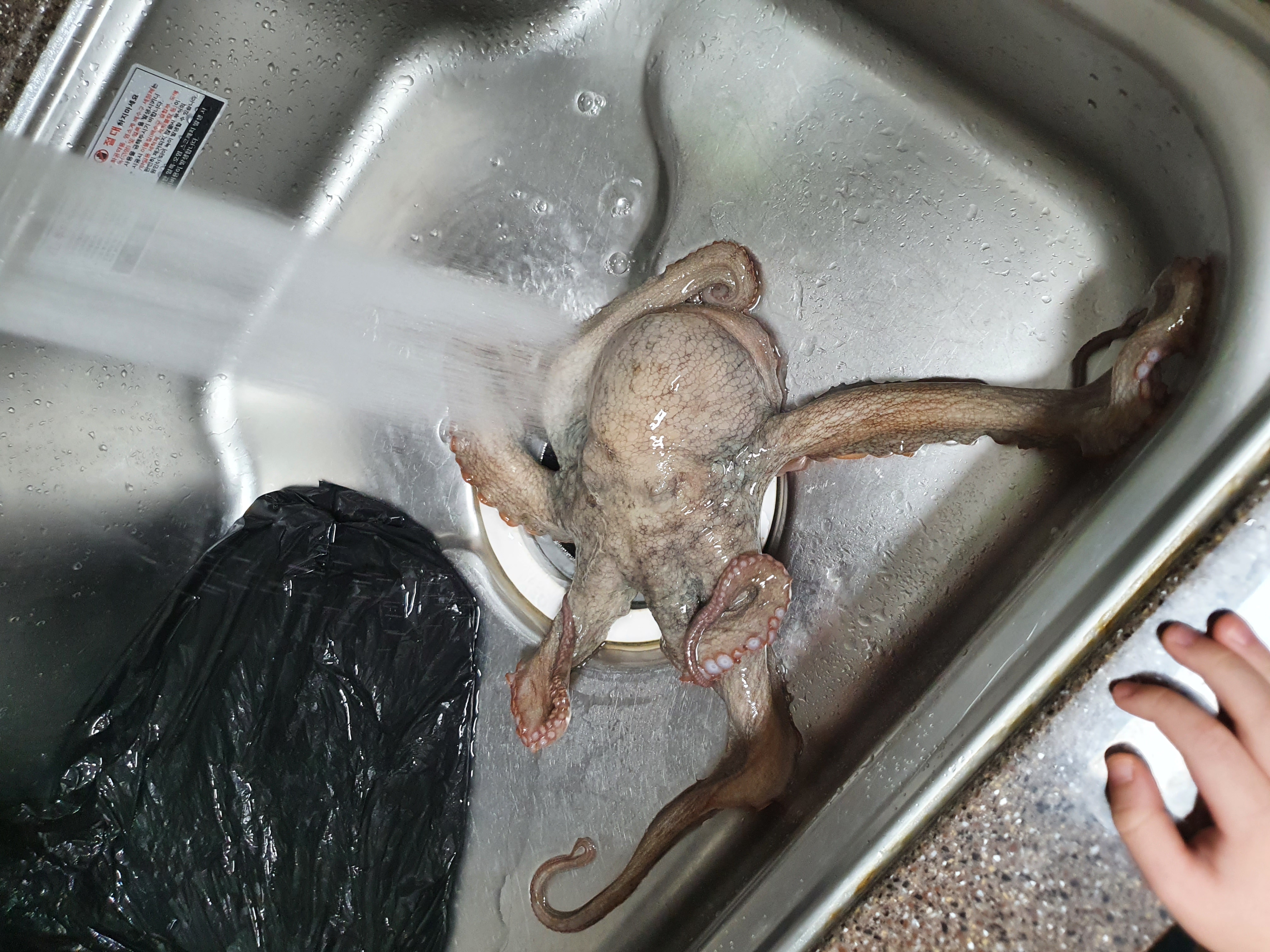  살아있는 문어 삶는 법 문어숙회 시간 효능