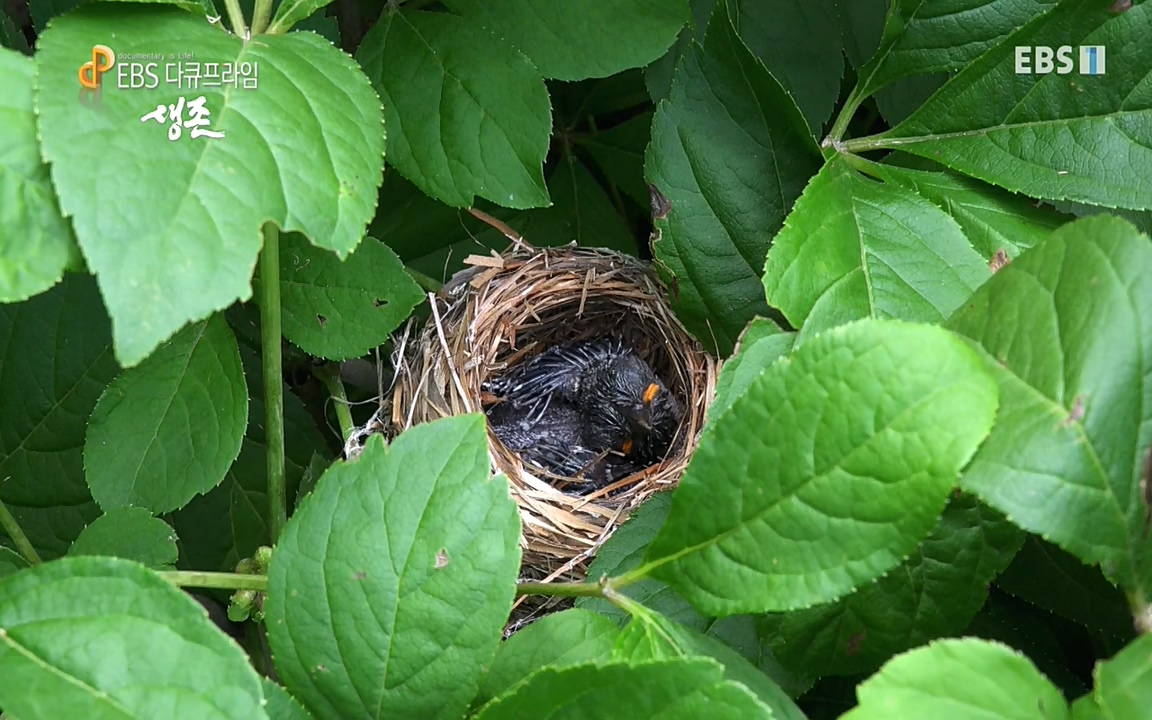생존 3부_ EBS 다큐프라임_ 220629.avi_20220701_210754.277.jpg