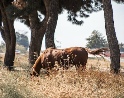 아프리카마역 뜻 (African Horse Sickness)&#44; 원인 및 증상&#44; 치료법은?