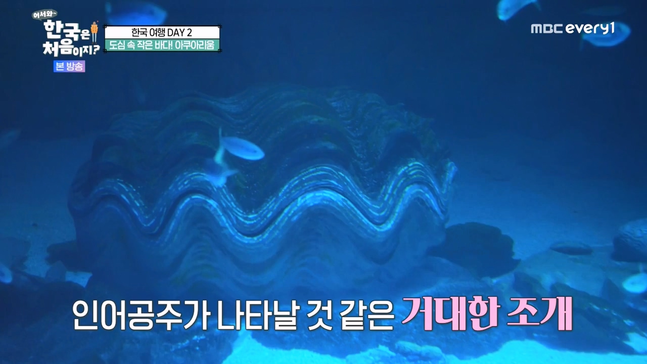 어서와 한국은 처음이지 시즌2.E290.231124p-NEXT.mp4_20231124_205338.240.jpg