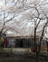 울산벚꽃