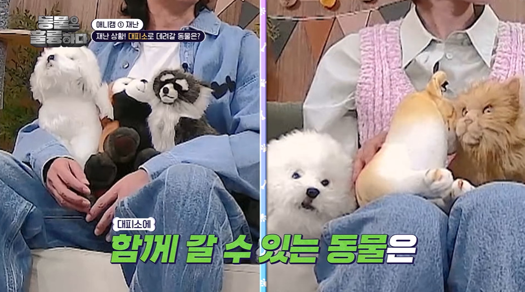 반려인들은 알아두면 좋을 만한 정보들...jpg | 인스티즈