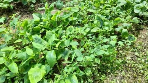 곤드레-고려엉겅퀴-재배법-재배환경요건-재배시기-제철-주산지