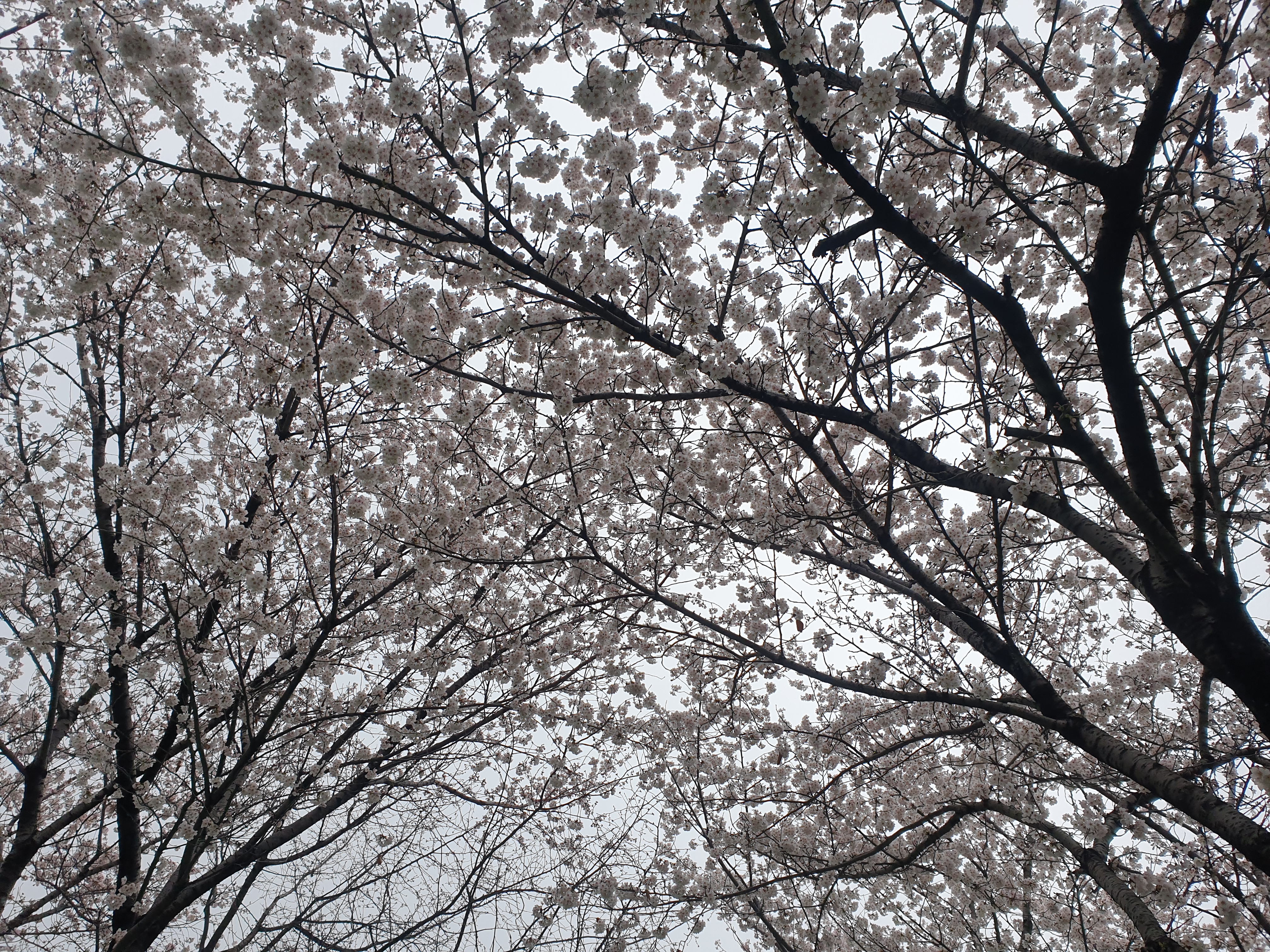 송정벚꽃제방