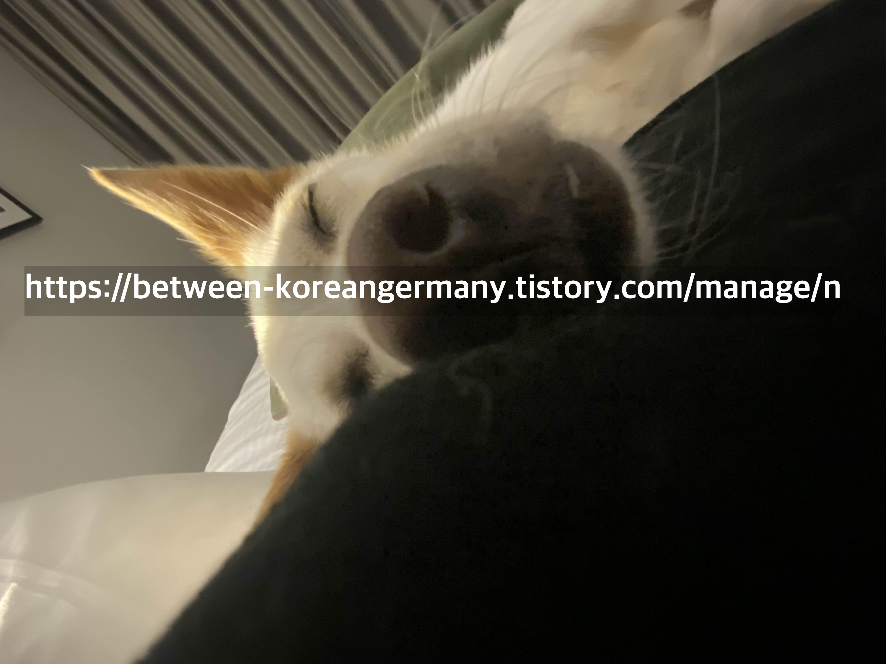 누워서 눈을 감고 있는 귀가 뾰족한 흰색 강아지