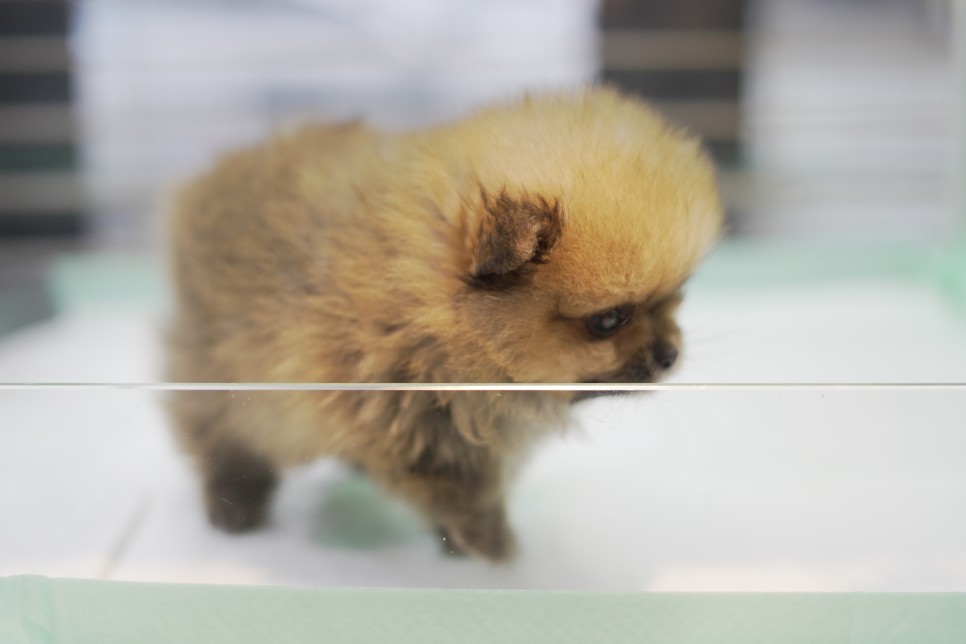 놀라운 외모 일산 강아지 분양 셀포메라니안 5