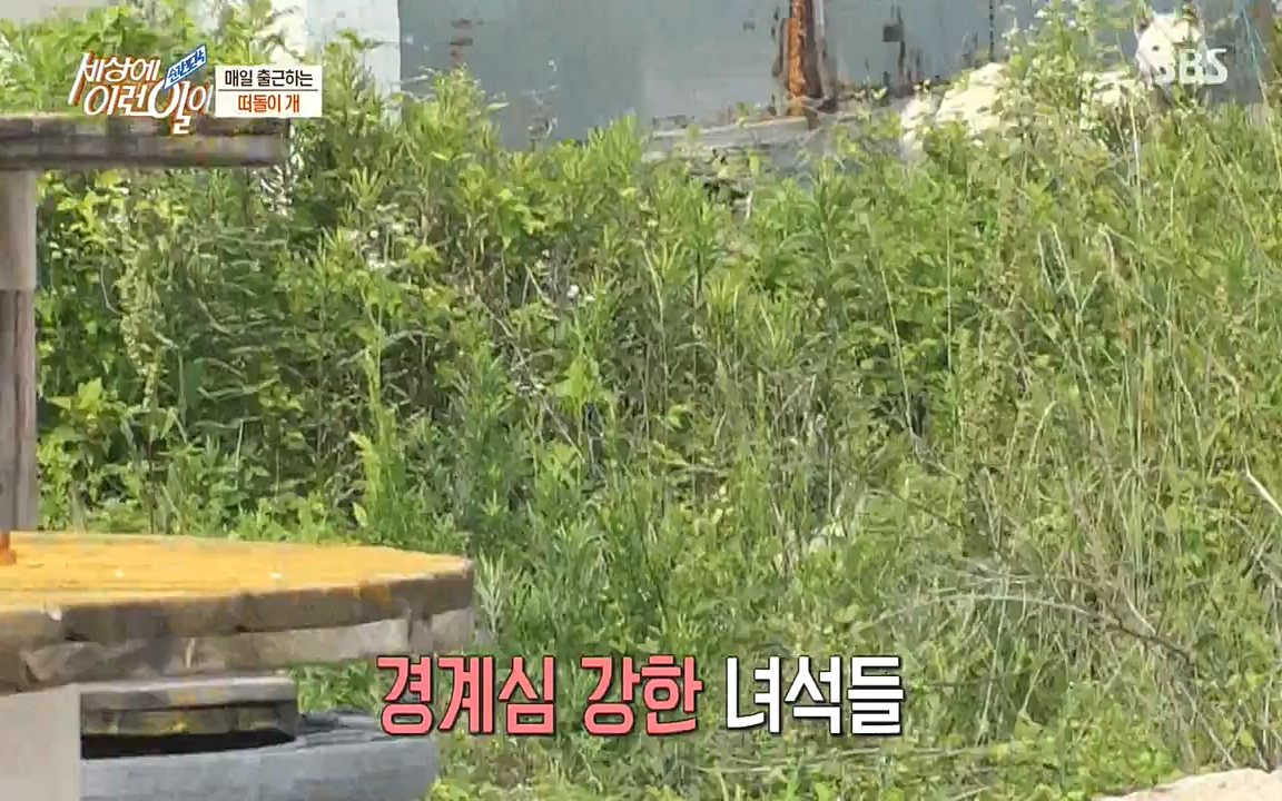 순간포착 세상에 이런일이.E1185.220622p-NEXT.mp4_20220622_201152.821.jpg