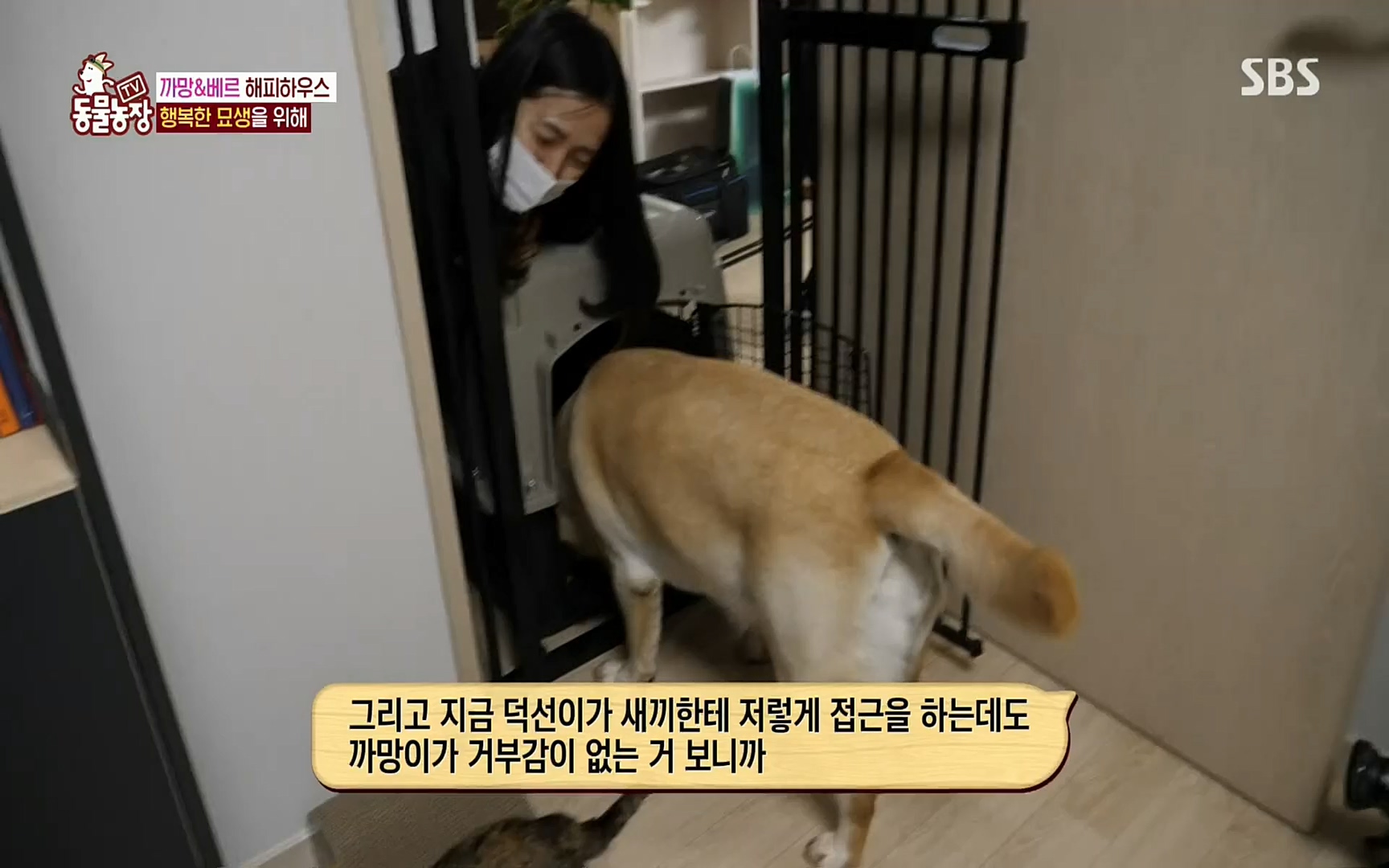 TV 동물농장.E1073.220612p.H264-F1RST.mp4_20220612_181355.559.jpg