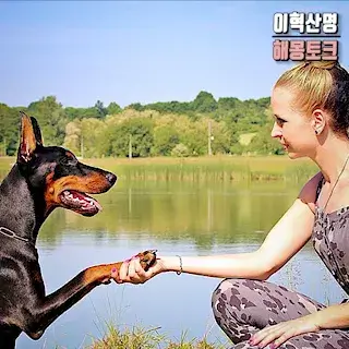 악수하는-꿈-해몽-dog-handshake
