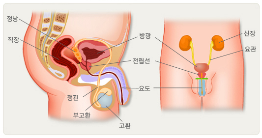 전립선의-구조와-위치