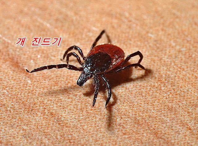  개 벼룩·진드기 대책의 올바른 방법은?