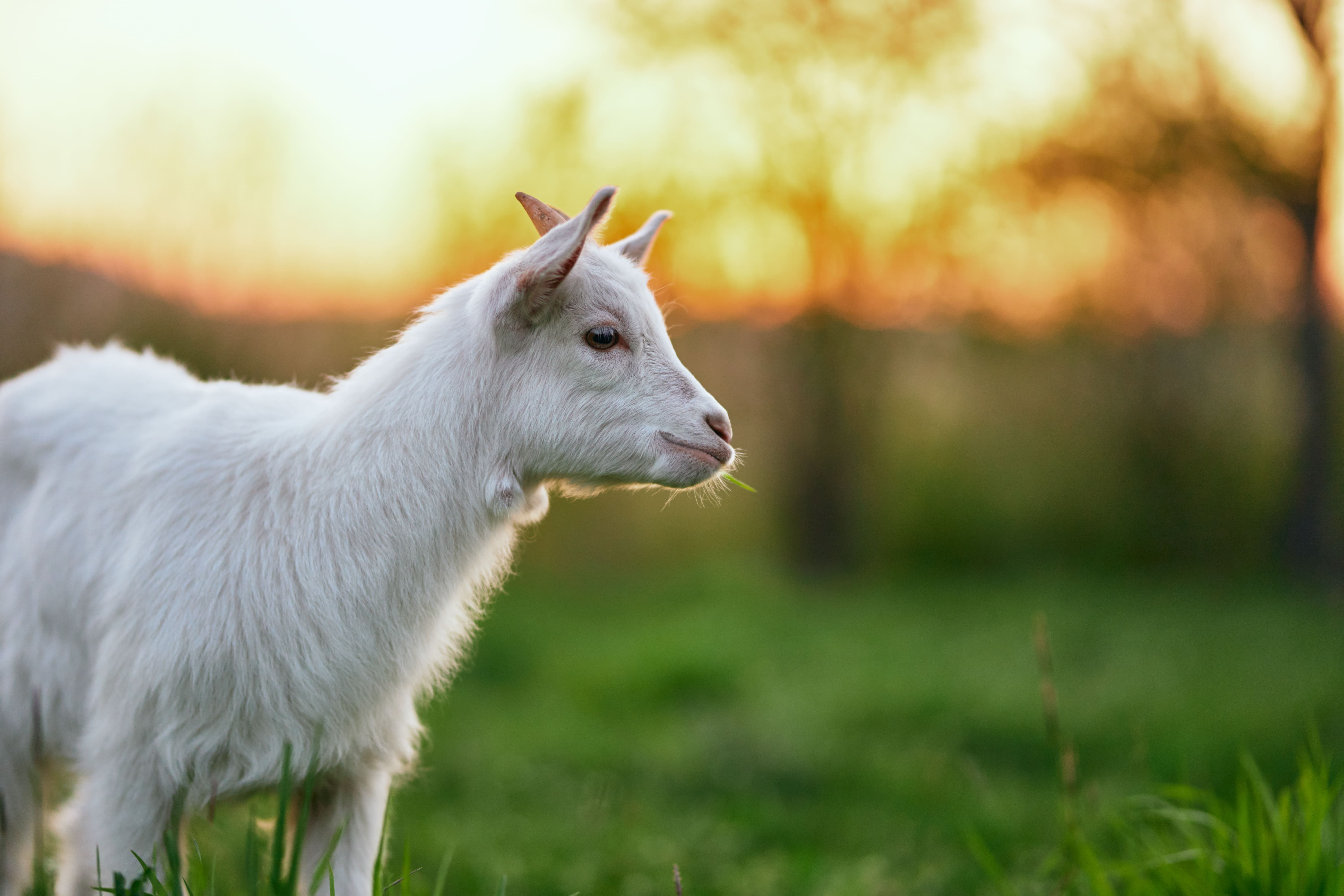  GOAT의 의미? 염소가 아니다?
