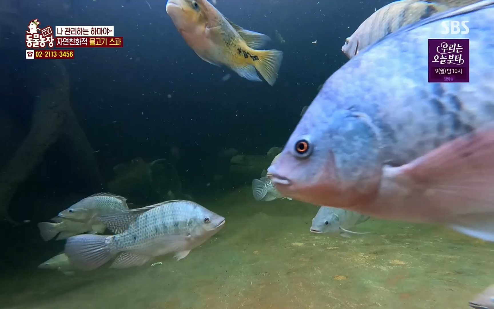 TV 동물농장.E1067.220501p.H264-F1RST.mp4_20220501_185000.603.jpg