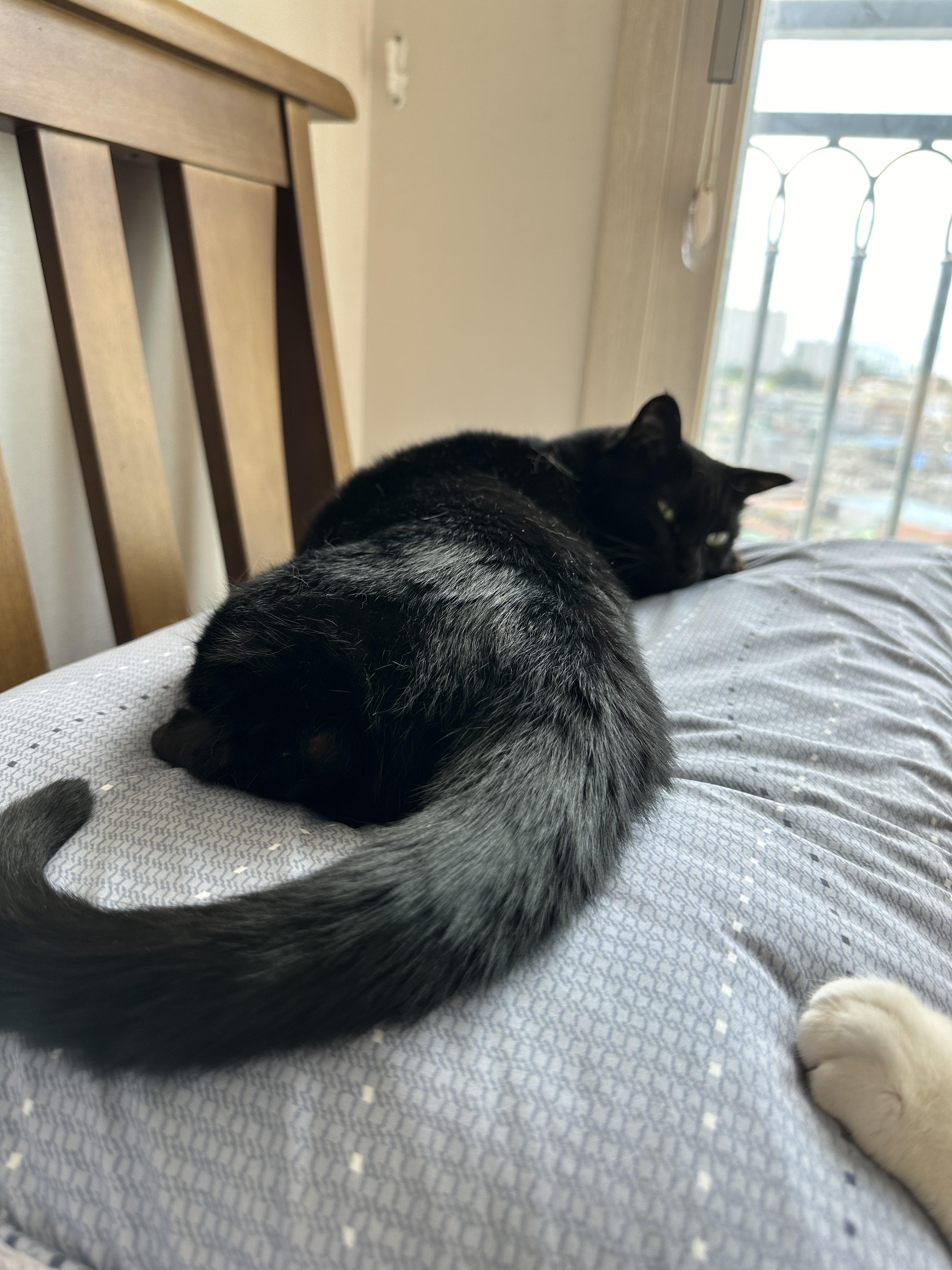 자다가_돌아보는_올블랙고양이_건이와_막둥이_솜방맹이_1