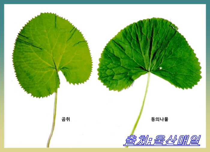 곰취-동의나물-산나물-비교-초록색-식물