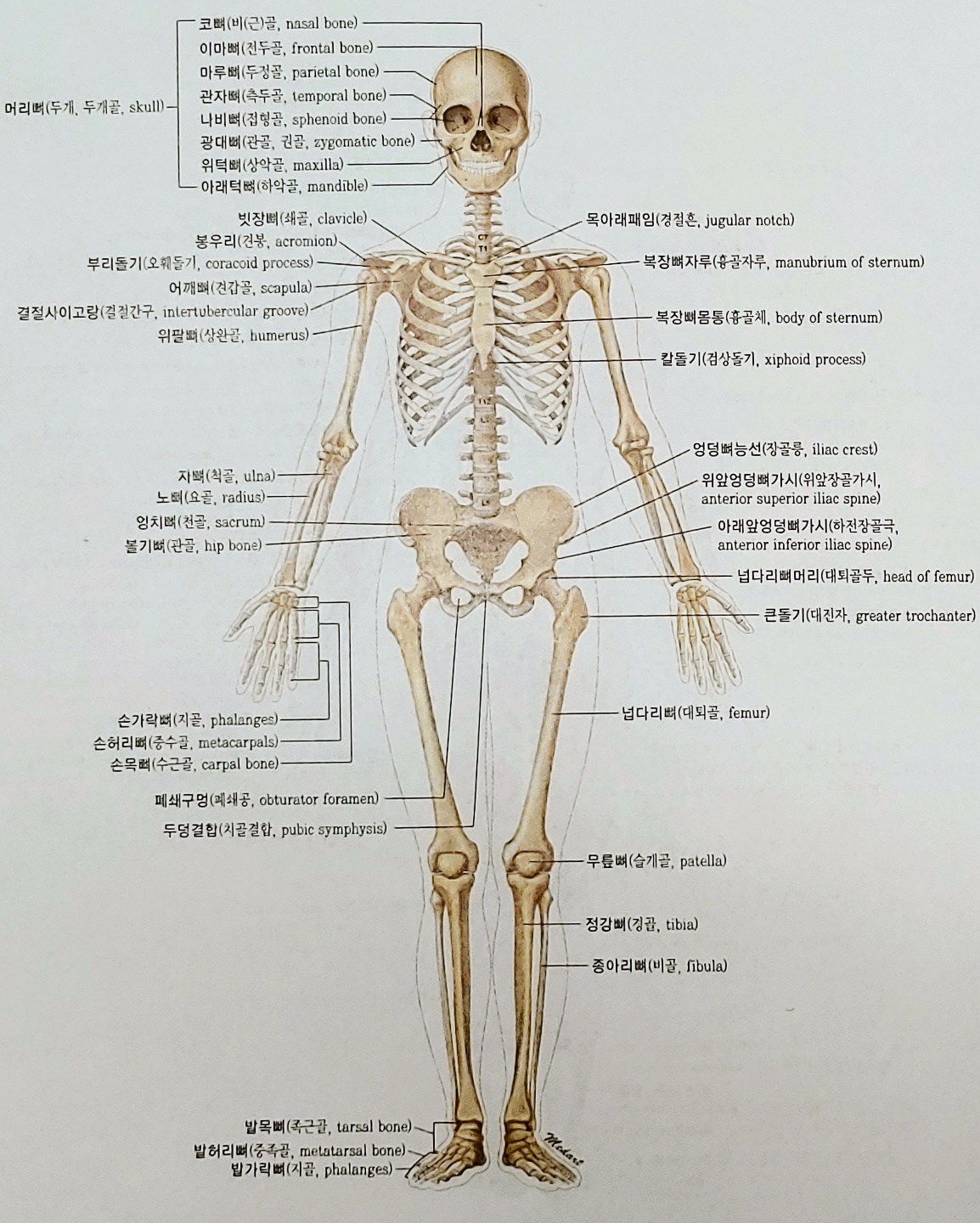  골격계(Skeletal system) 필수 의학용어, 뼈 이름