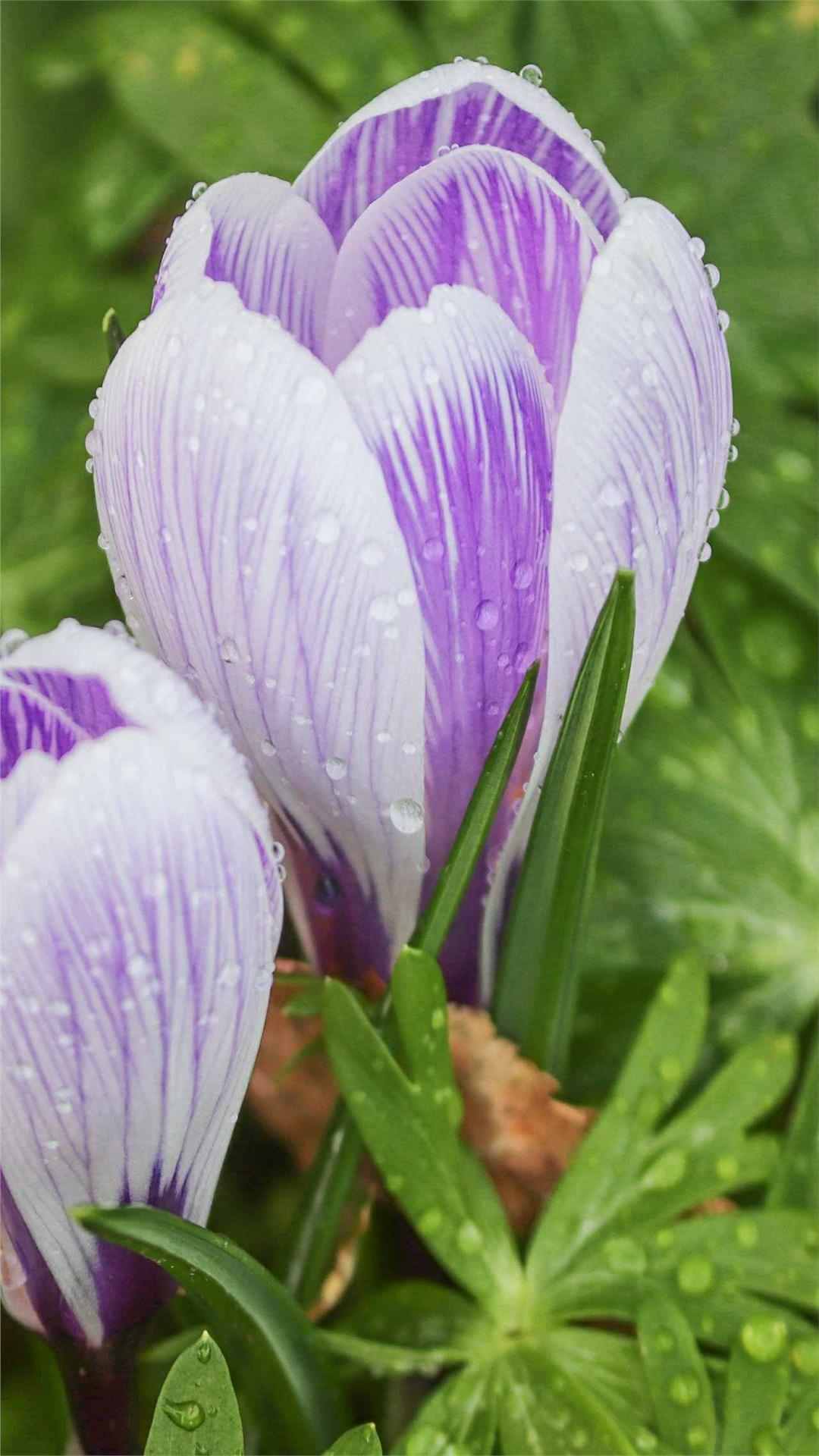 Crocus Flower iPhone Wallpaper