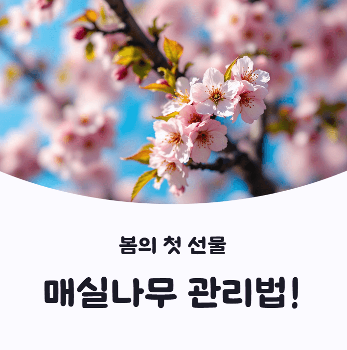 매실나무
