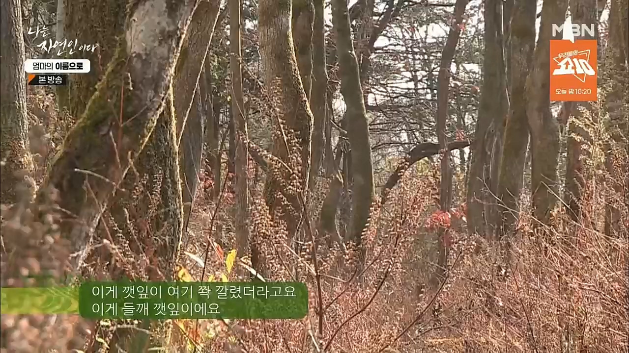 나는 자연인이다.E531.221208p.H264-F1RST.mp4_20221208_204235.459.jpg