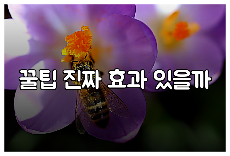 꿀팁 진짜 효과 있을까