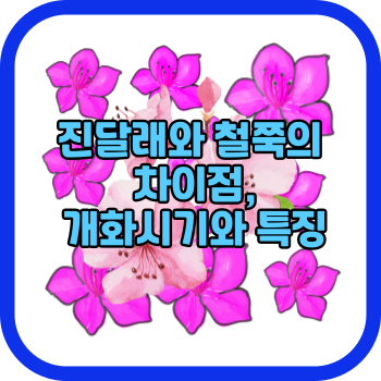 진달래와 철쭉의 차이점&#44; 개화시기와 특징