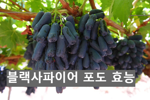 black_spphire_grapes_tree