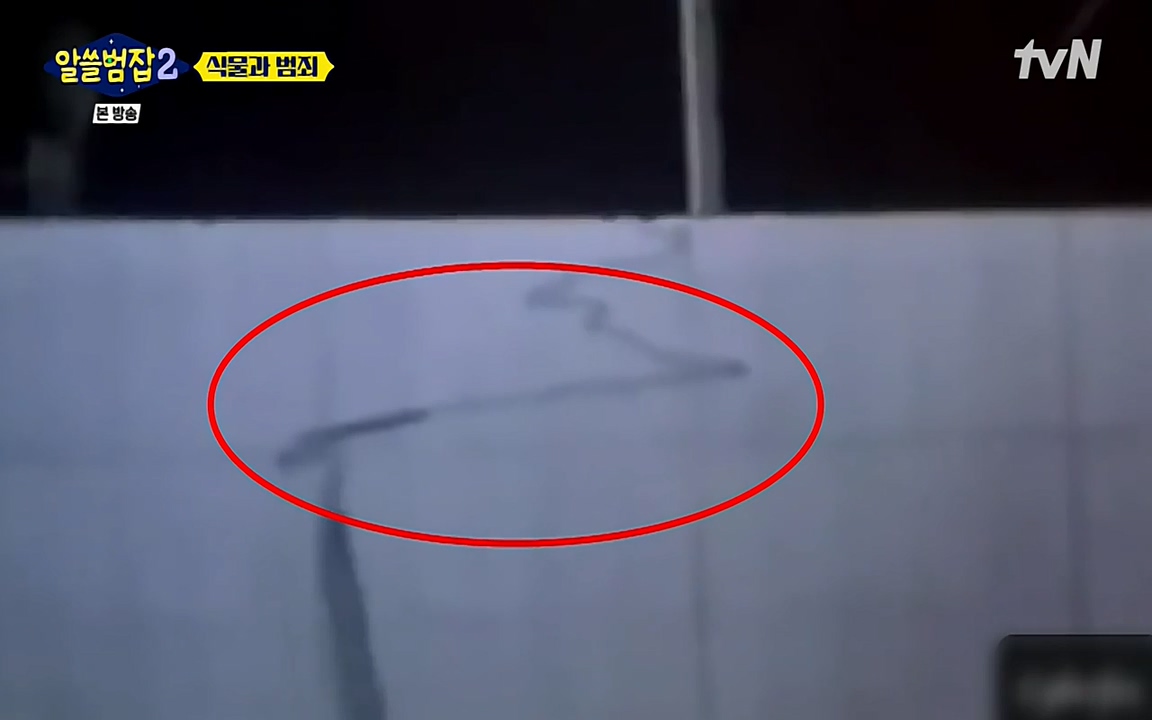 알쓸범잡 2.E15.220425p-NEXT.mp4_20220425_175100.279.jpg