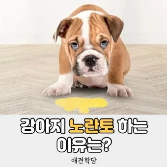 강아지 토 색깔 증상 강아지 토하는 원인과 구토 종류별 건강상태 살펴보기_21