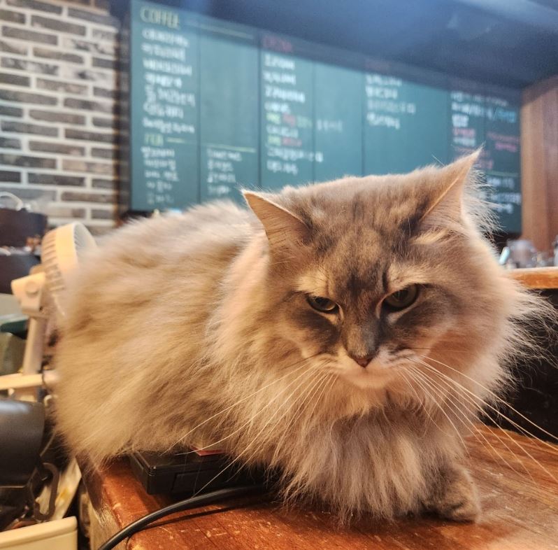 만화카페 보니 이미지