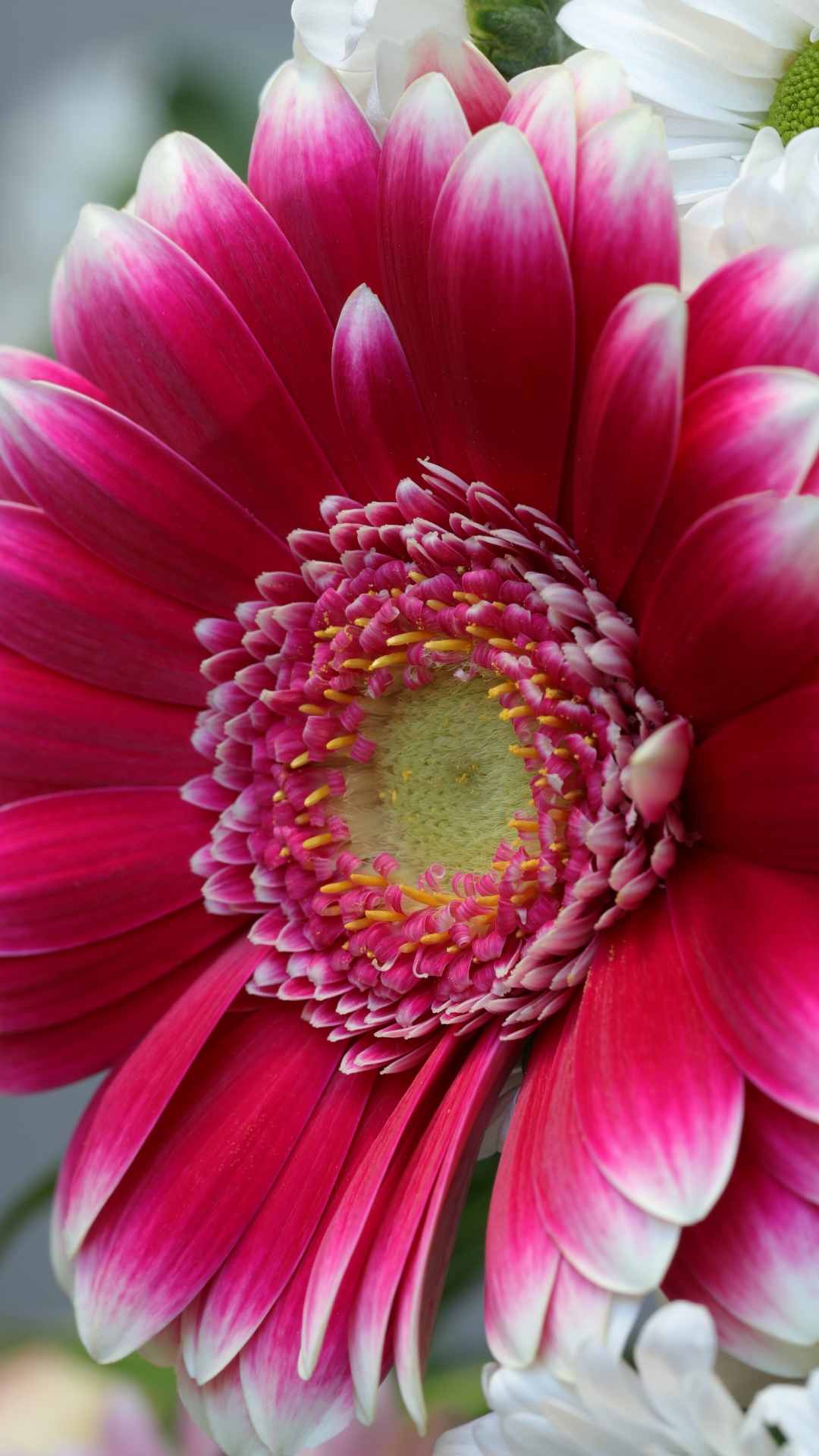 Chrysanthemum Flower iPhone Wallpaper