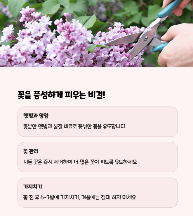 미스김 라일락