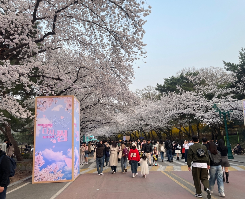 경마공원-벚꽃축제