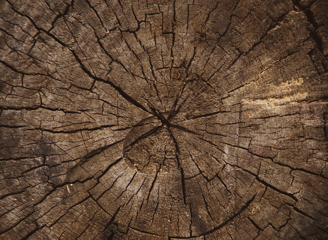 Log
