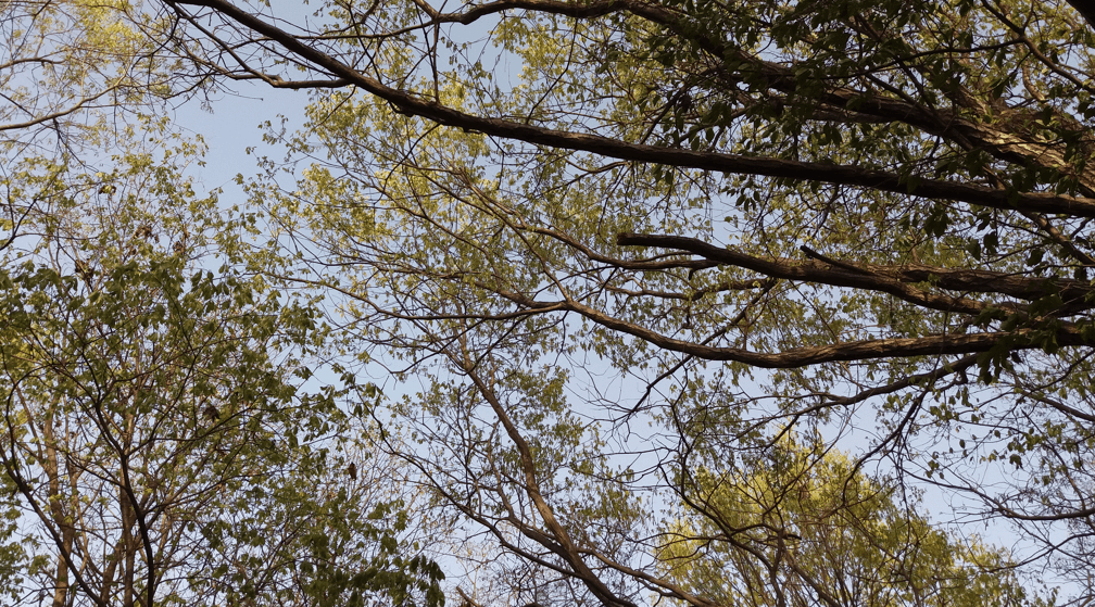 나무 사진