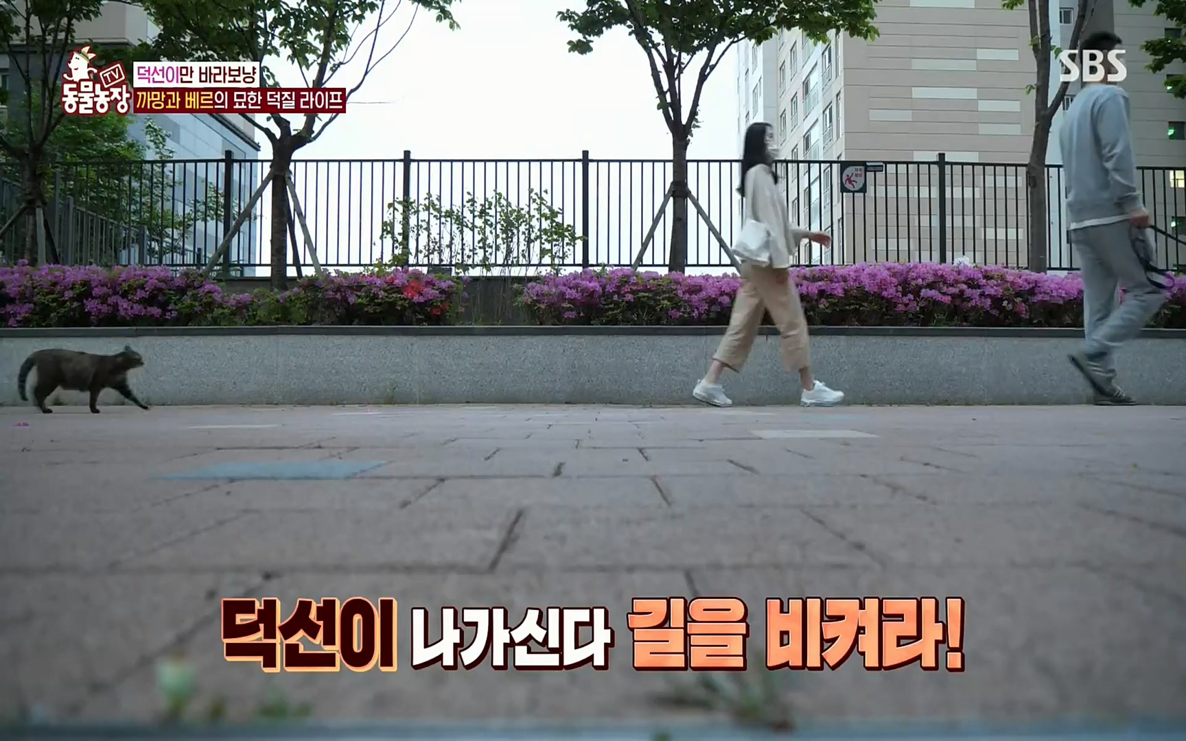 TV 동물농장.E1073.220612p.H264-F1RST.mp4_20220612_181343.088.jpg