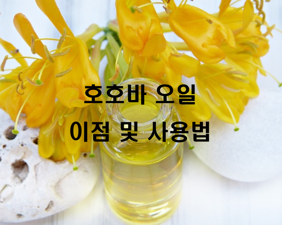  호호바 오일 이점 및 사용법