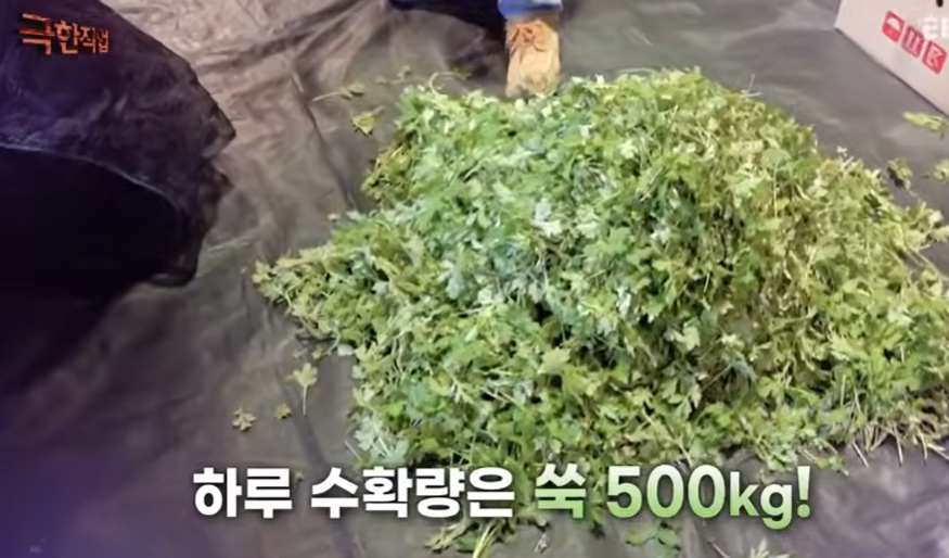 대박쑥떡 이미지