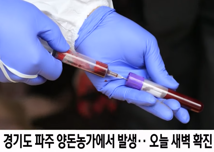  아프리카 돼지열병이 뭐지? 돼지콜레라랑 다르네요