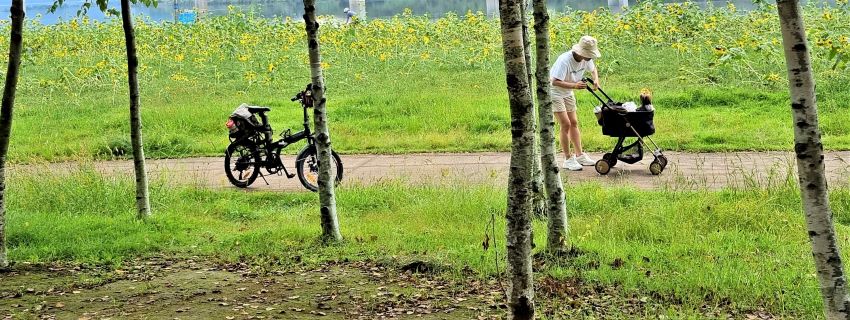자작나무 사이로 보이는 자전거 1&#44; 애견을 유모차에 태워 산책중인 여성 1&#44; 뒤로는 해바라기꽃밭&#44;