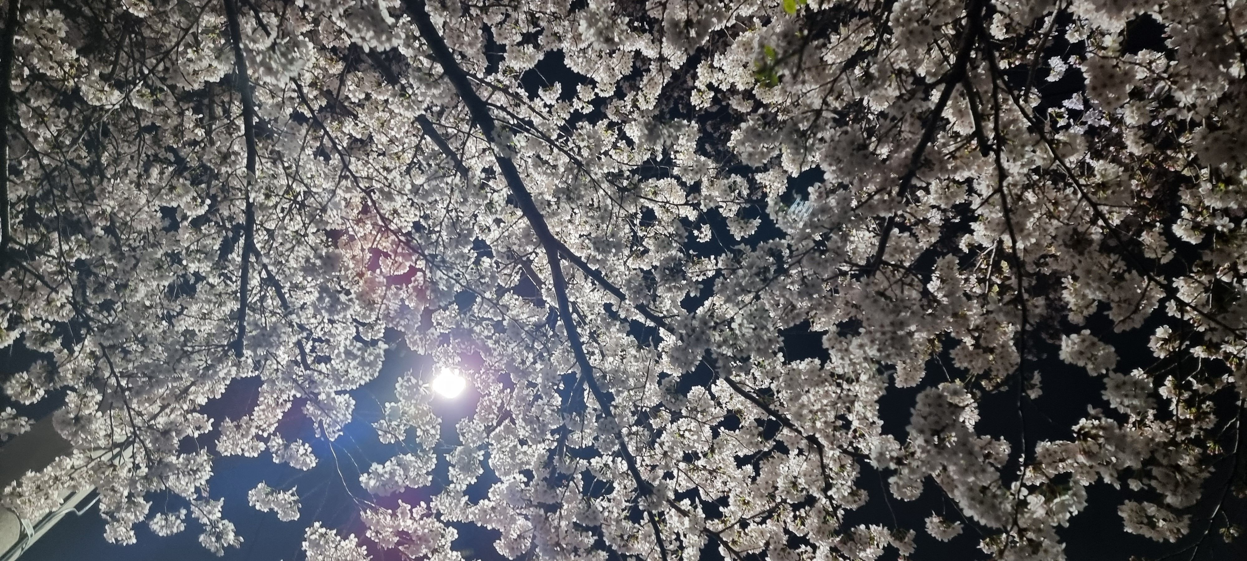 봄 풍경, 봄 밤 풍경 12