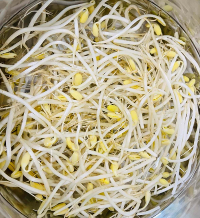 콩나물