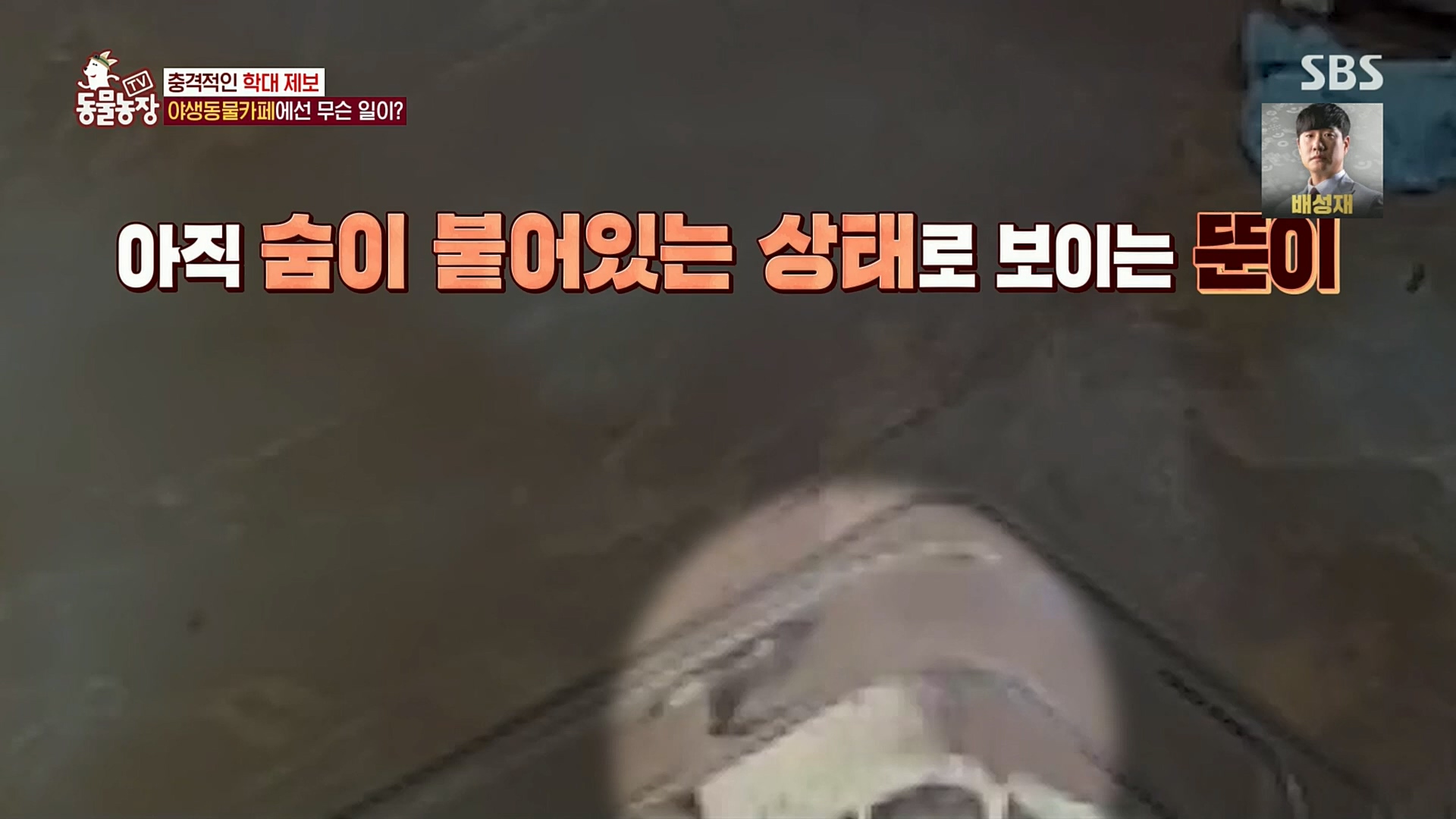 TV 동물농장.E1097.221127p.H264-F1RST.mp4_20221127_181708.776.jpg