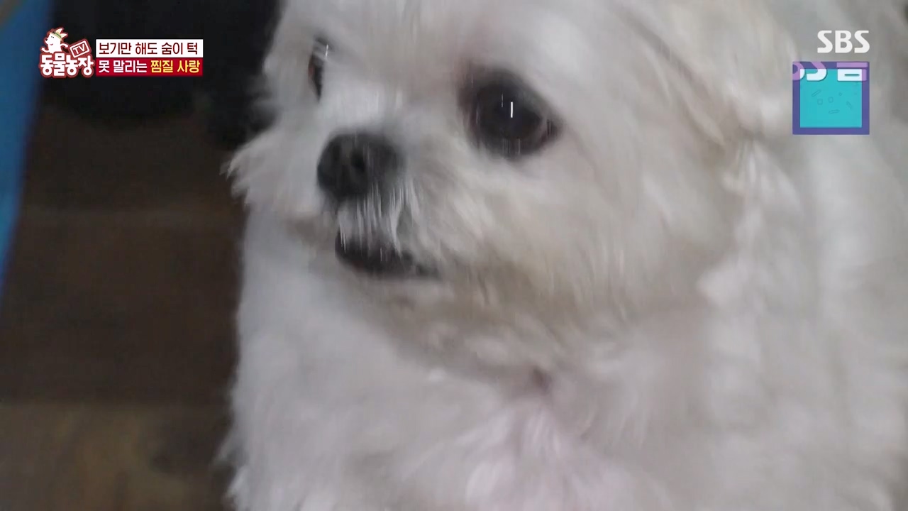 TV 동물농장.E1156.240129p-NEXT.mp4_20240128_191733.267.jpg