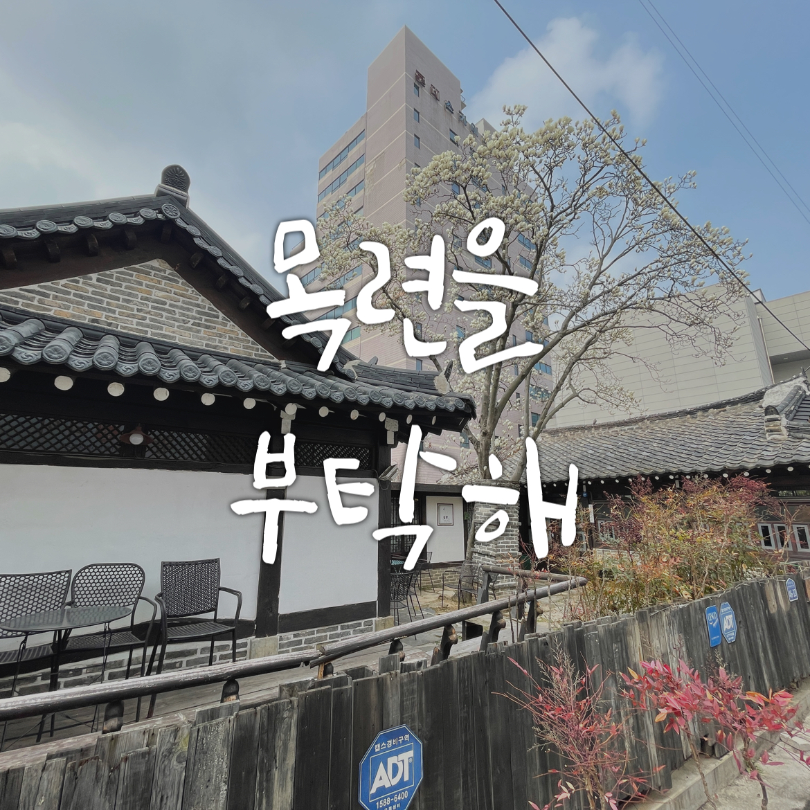 목련을부탁해 이미지
