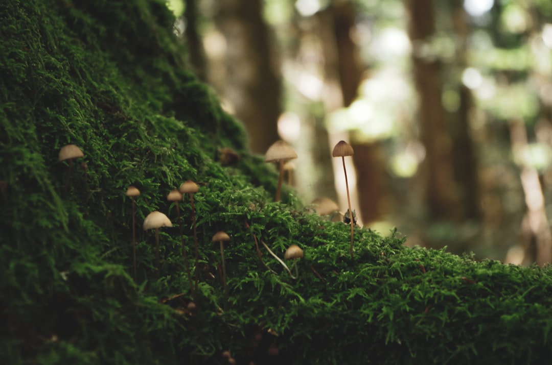 Ecosystem