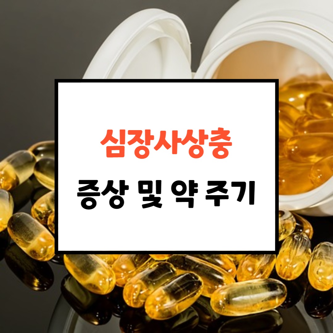 강아지 심장사상충 먹이는시기 견주상식 ep.6